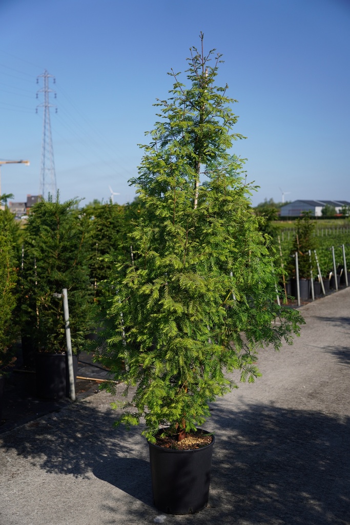 Metasequoia glyptostroboides cont. 18L 150-175 cm