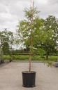 Metasequoia glyptostroboides cont. 18L 150-175 cm