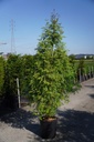 Metasequoia glyptostroboides cont. 18L 150-175 cm
