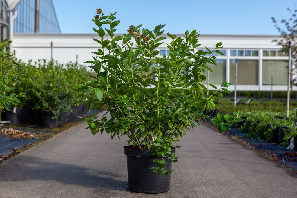 [P] Vaccinium corymbosum 'Bluejay' cont. 10L 60-80 cm +p