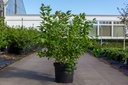 Vaccinium corymbosum 'Bluejay' cont. 10L 60-80 cm +p