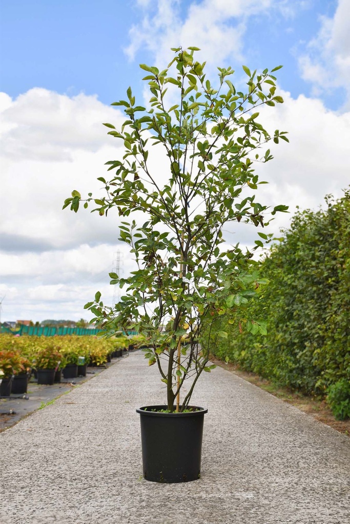 [P] Amelanchier lamarckii cont. 25L 125-150 cm cépée