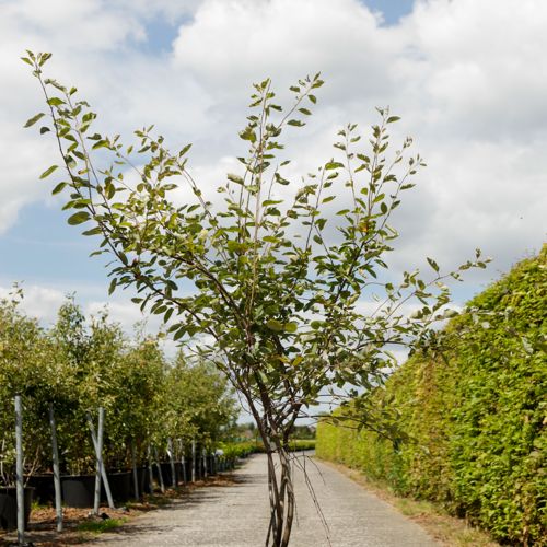 [P] Amelanchier lamarckii cont. 25L 125-150 cm multi-stem