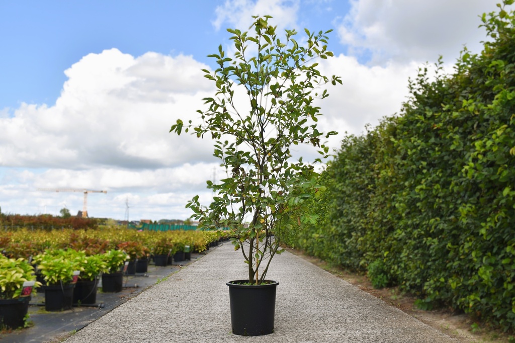 [P] Amelanchier lamarckii cont. 25L 125-150 cm multistam