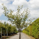 Amelanchier lamarckii cont. 25L 125-150 cm multi-stem