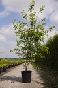 Amelanchier lamarckii cont. 25L 125-150 cm multistam