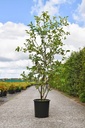 Amelanchier lamarckii vaso 25L 125-150 cm multifusto