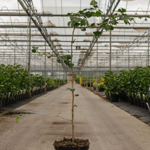 [P] Ginkgo biloba cont. 7,5L 125/+ cm