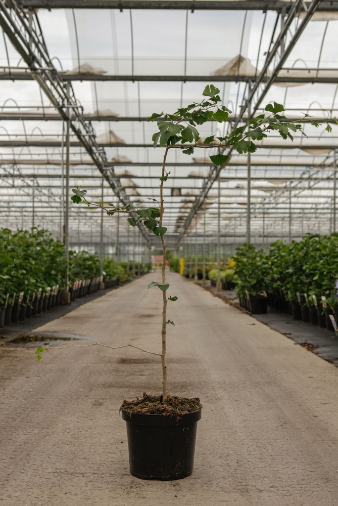 Ginkgo biloba cont. 7,5L 125/+ cm