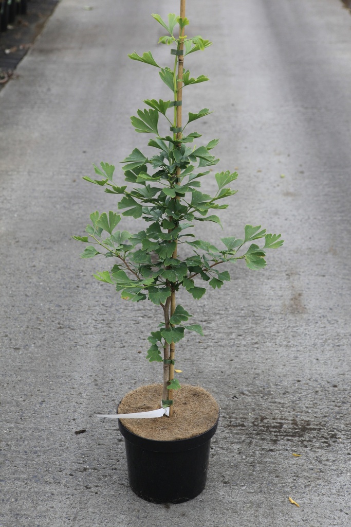 [P] Ginkgo biloba cont. 7,5L 125/+ cm