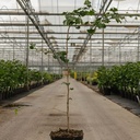 Ginkgo biloba cont. 7,5L 125/+ cm