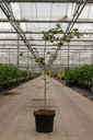 Ginkgo biloba cont. 7,5L 125/+ cm
