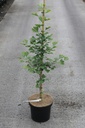 Ginkgo biloba cont. 7,5L 125/+ cm
