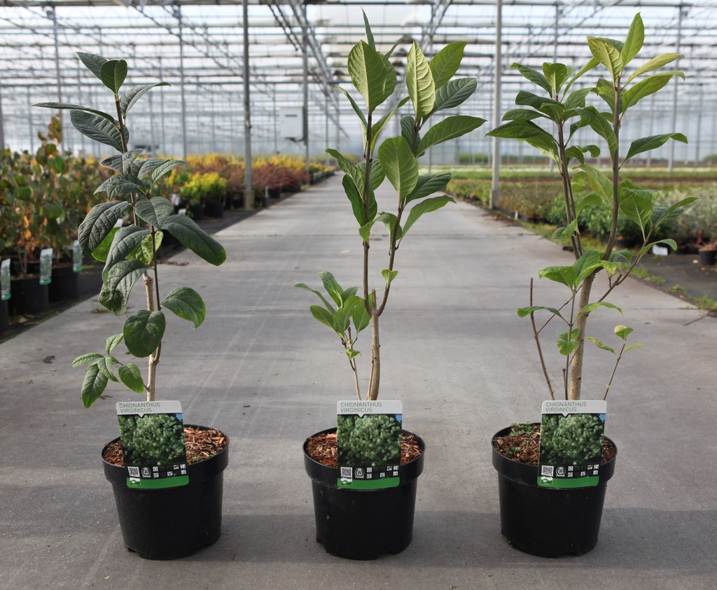 Chionanthus virginicus cont. 3,6L 20-25 cm +p