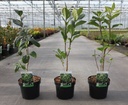 Chionanthus virginicus cont. 3,6L 20-25 cm +p