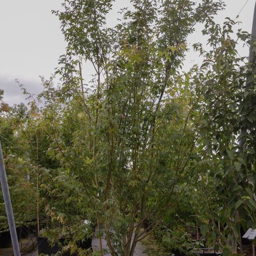 [P] Acer palmatum cont. 70L 200/+ cm