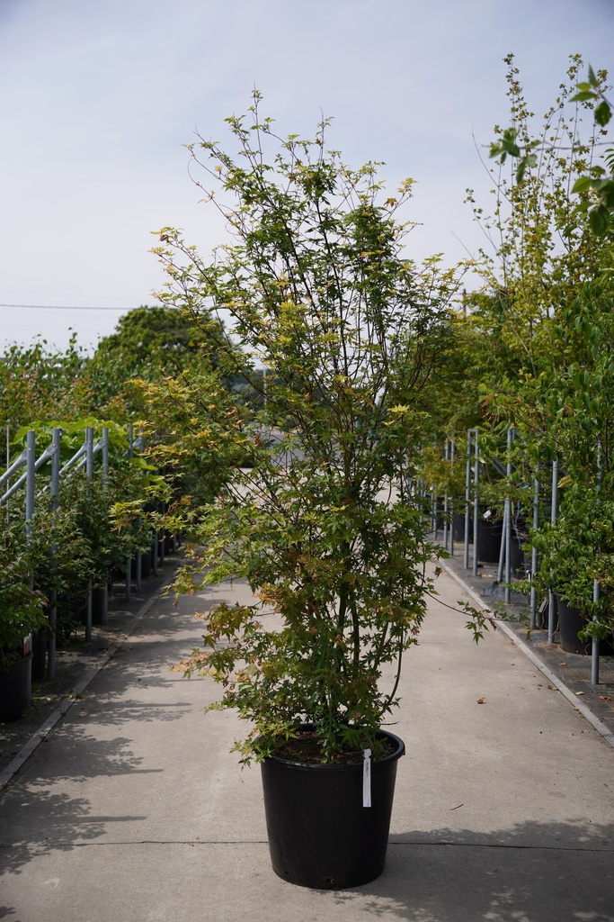 Acer palmatum cont. 70L 200/+ cm