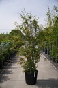 Acer palmatum cont. 70L 200/+ cm