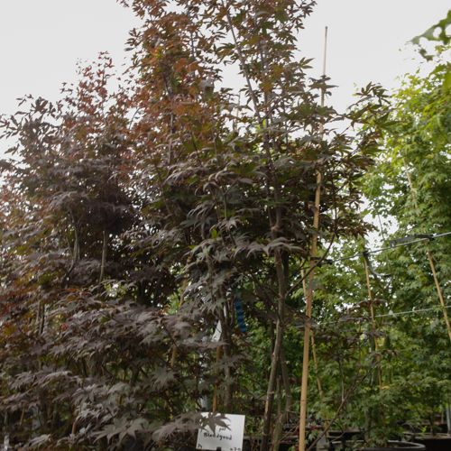 Acer palmatum 'Bloodgood' cont. 70L 200/+ cm