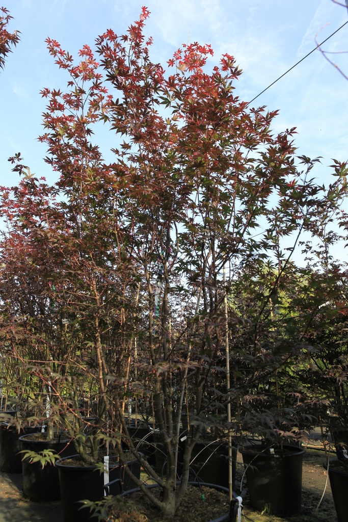 Acer palmatum 'Bloodgood' cont. 70L 200/+ cm