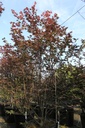 Acer palmatum 'Bloodgood' cont. 70L 200/+ cm