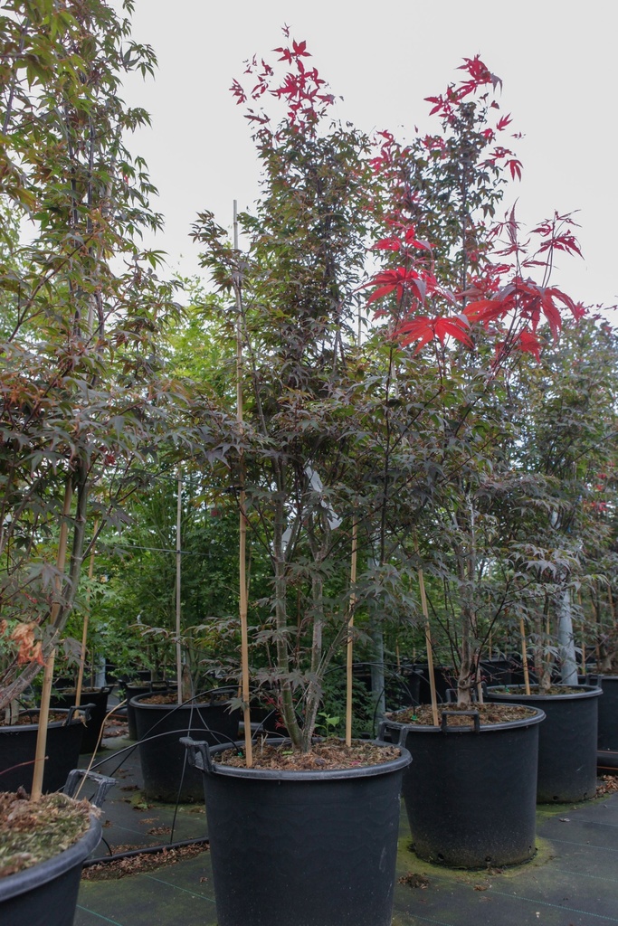 [P] Acer palmatum 'Atropurpureum' cont. 70L 200/+ cm