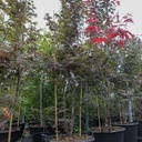 Acer palmatum 'Atropurpureum' cont. 70L 200/+ cm