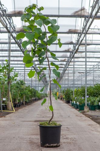[P] Cercis canadensis 'Lavender Twist' cont. 15L 175-200 cm baliveau +p