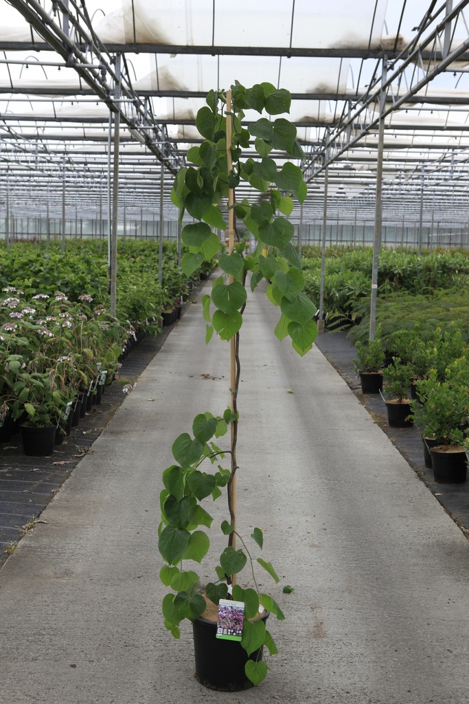 [P] Cercis canadensis 'Lavender Twist' cont. 15L 175-200 cm feathered +p