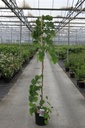 Cercis canadensis 'Lavender Twist' cont. 15L 175-200 cm feathered +ф