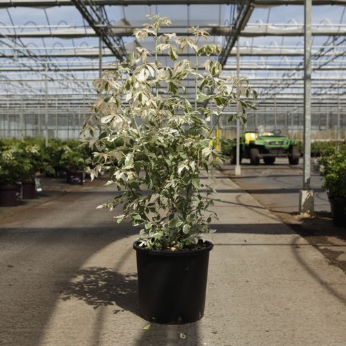 [P] Toona sinensis 'Flamingo' cont. 15L 125-150 cm