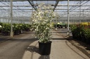 Toona sinensis 'Flamingo' Kont. 15L 125-150 cm