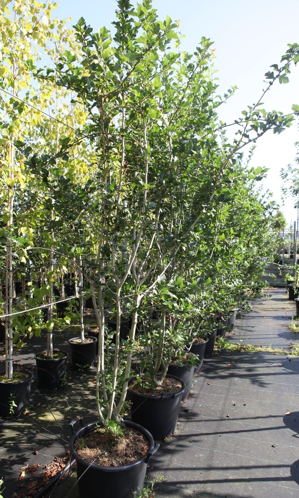 [P] Crataegus grignonensis cont. 50L 250/+ cm multi-troncs