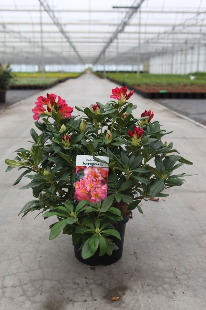 [P] Rhododendron 'Scyphocalix' cont. 5L 40-50 cm (Orange) +B