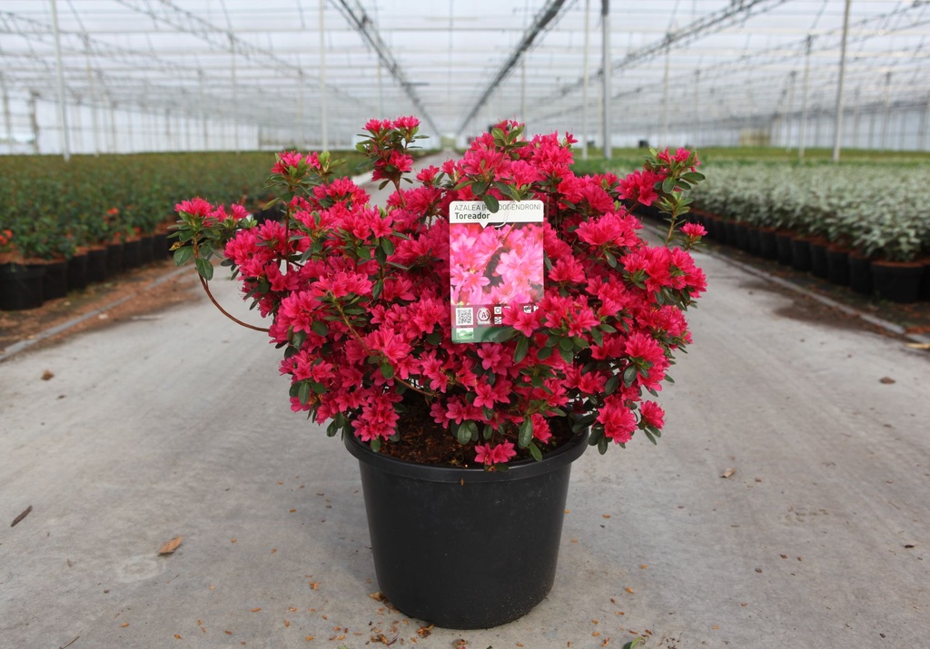 [P] Rhododendron (AJ) 'Toreador' cont. 12L 60/+ cm +B