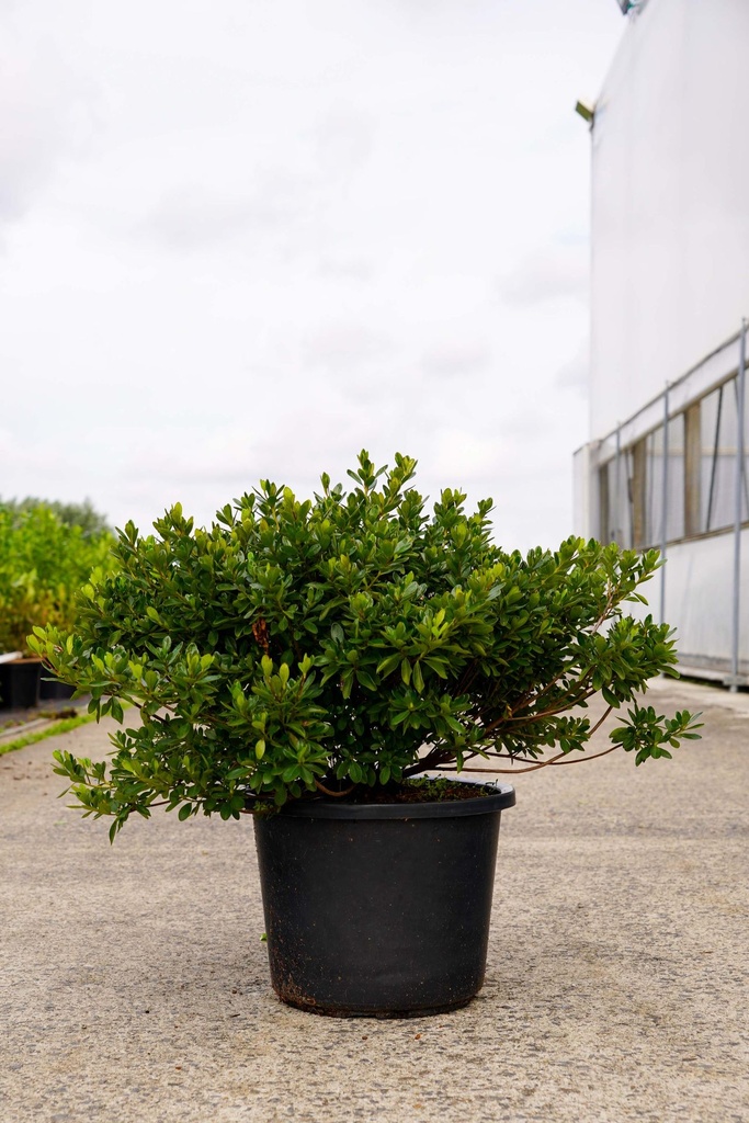 [P] Rhododendron (AJ) 'Toreador' cont. 12L 60/+ cm +f