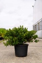 Rhododendron (AJ) 'Toreador' cont. 12L 60/+ cm +f