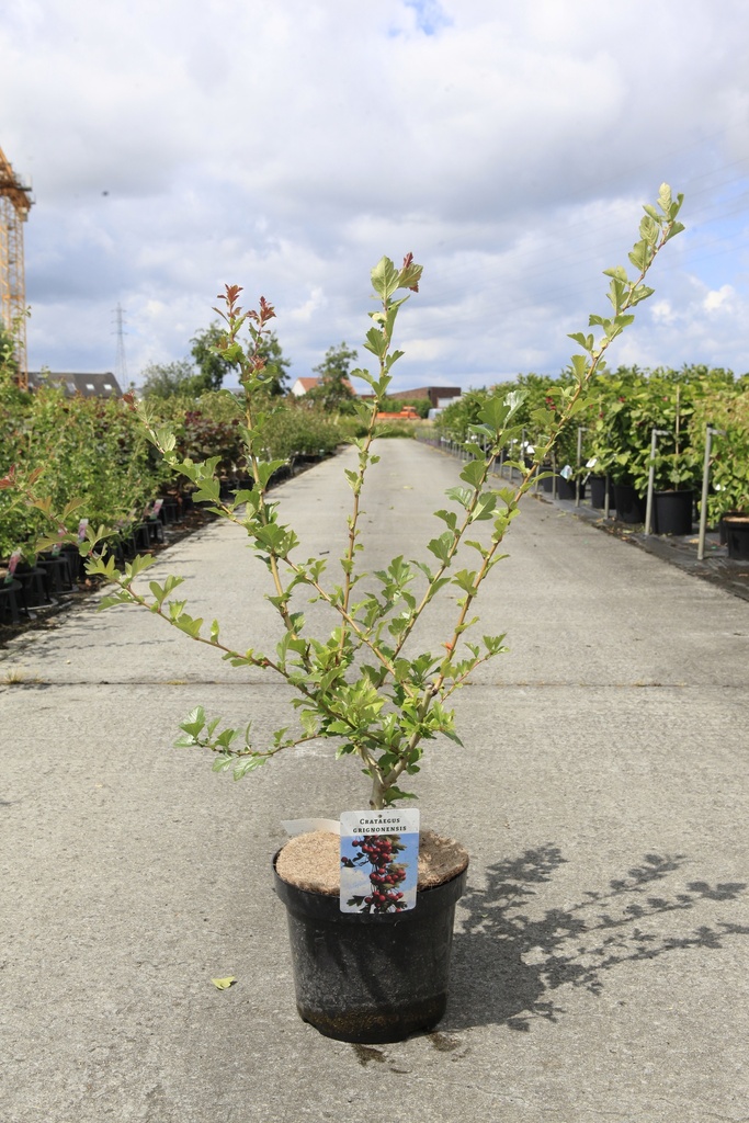 [P] Crataegus grignonensis cont. 7,5L 80-100 cm