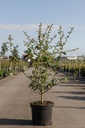 Crataegus grignonensis cont. 7,5L 80-100 cm
