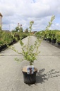 Crataegus grignonensis cont. 7,5L 80-100 cm