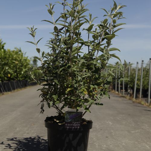 [P] Buddleja davidii First Editions® 'Psychedelic Sky' cont. 10L déco 60/+ cm +p