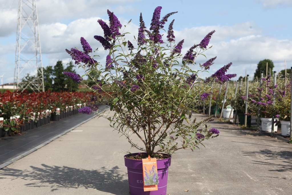 [P] Buddleja davidii First Editions® 'Psychedelic Sky' cont. 10L déco 60/+ cm +p