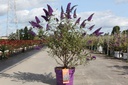 Buddleja davidii First Editions® 'Psychedelic Sky' cont. 10L deco 60/+ cm +B