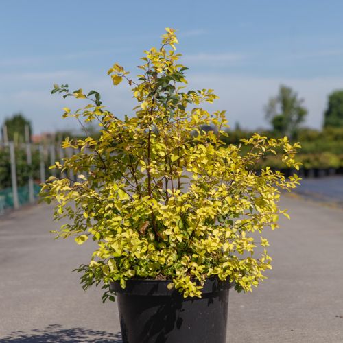 [P] Spiraea vanhouttei 'Gold Fountain' cont. 10L 60-80 cm +B