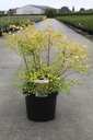 Spiraea vanhouttei 'Gold Fountain' cont. 10L 60-80 cm +f