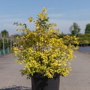 Spiraea vanhouttei 'Gold Fountain' cont. 10L 60-80 cm +p