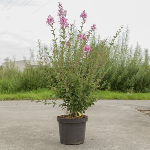 [P] Syringa 'Red Pixie' cont. 10L 50-60 cm +ф