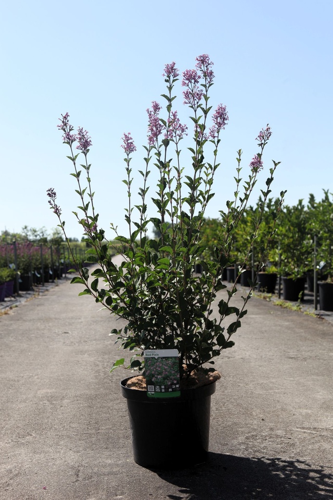 Syringa 'Red Pixie' cont. 10L 50-60 cm +ф