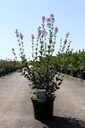 Syringa 'Red Pixie' cont. 10L 50-60 cm +ф