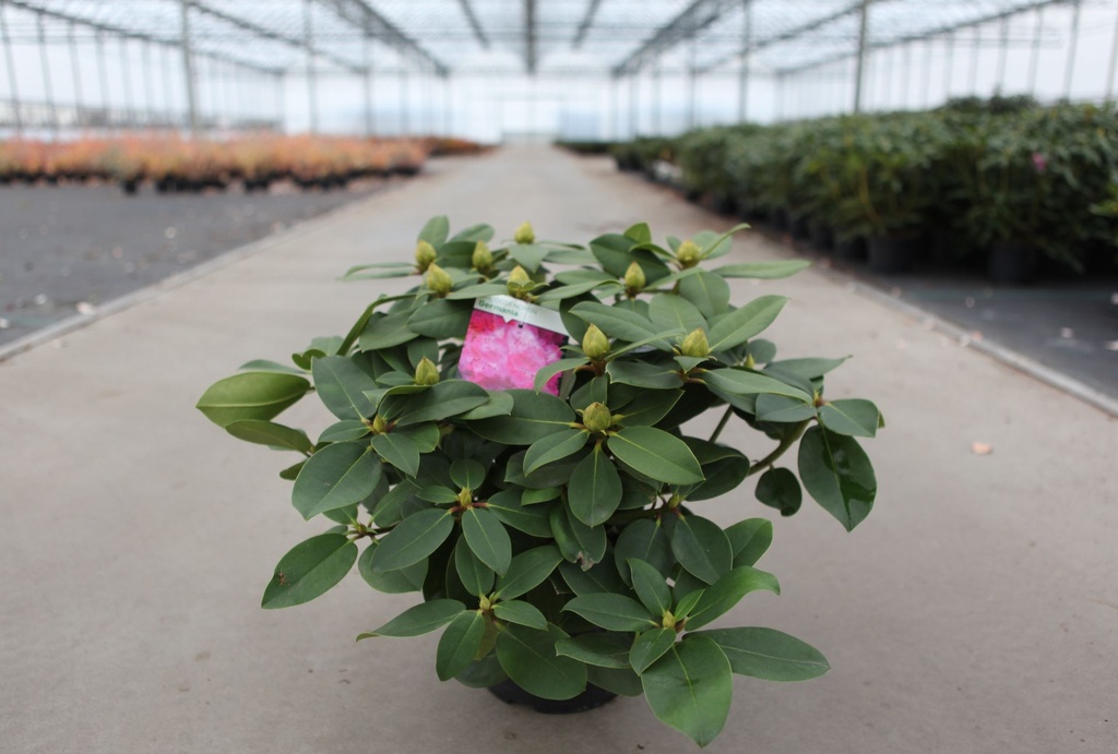 [P] Rhododendron 'Germania' cont. 5L 40-50 cm (rosa) +B